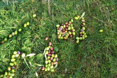 La récolte des olives