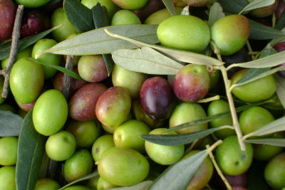 La récolte des olives