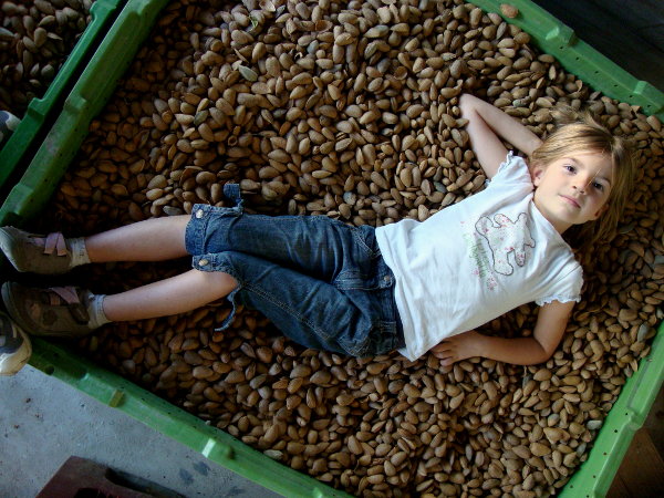 La production des amandes