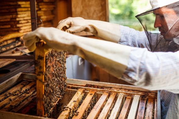 MIEL > Amis producteurs locaux MIEL > Amis producteurs locaux