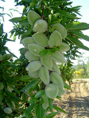 Les amandes sur l'arbre