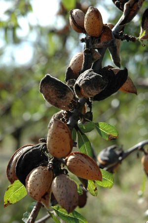 Les amandes sur l'arbre