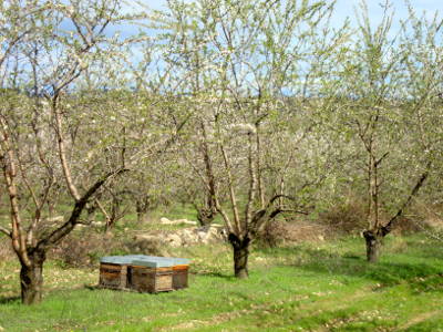 Les abeilles Les abeilles