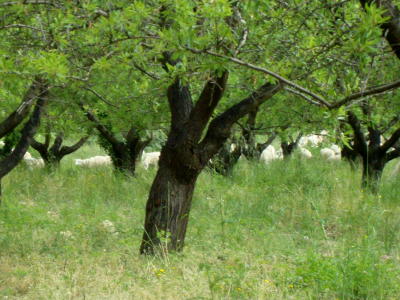 La taille des arbres