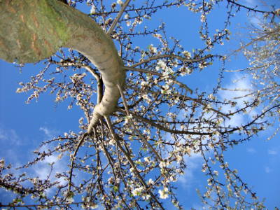 La taille des arbres