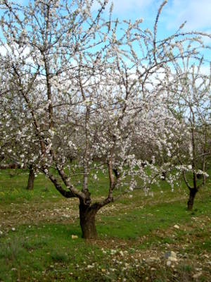 La taille des arbres