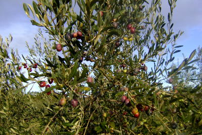 Les olives sur leur branche
