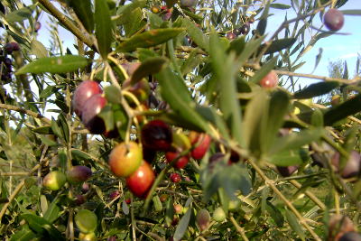 Les olives sur leur branche