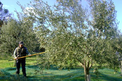 La récolte des olives