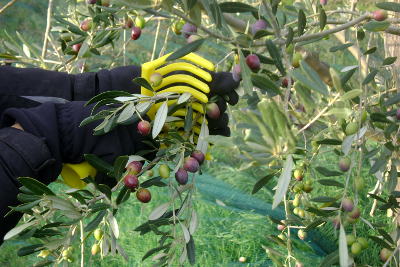 La récolte des olives La récolte des olives