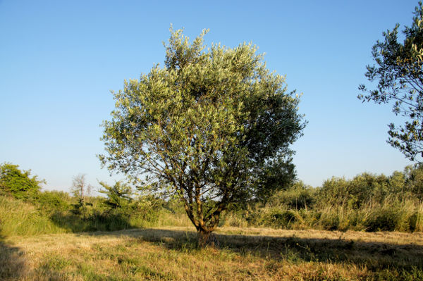 Un olivier