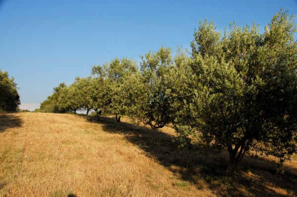 Un champ d'olivier