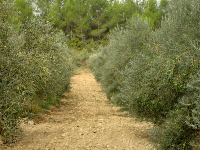 Une allée d'oliviers